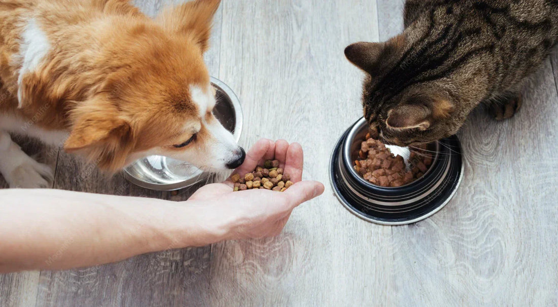 A dog and a cat eating