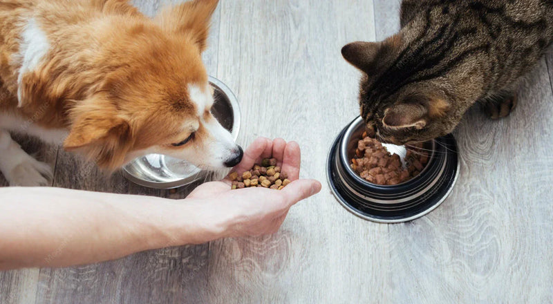 A dog and a cat eating