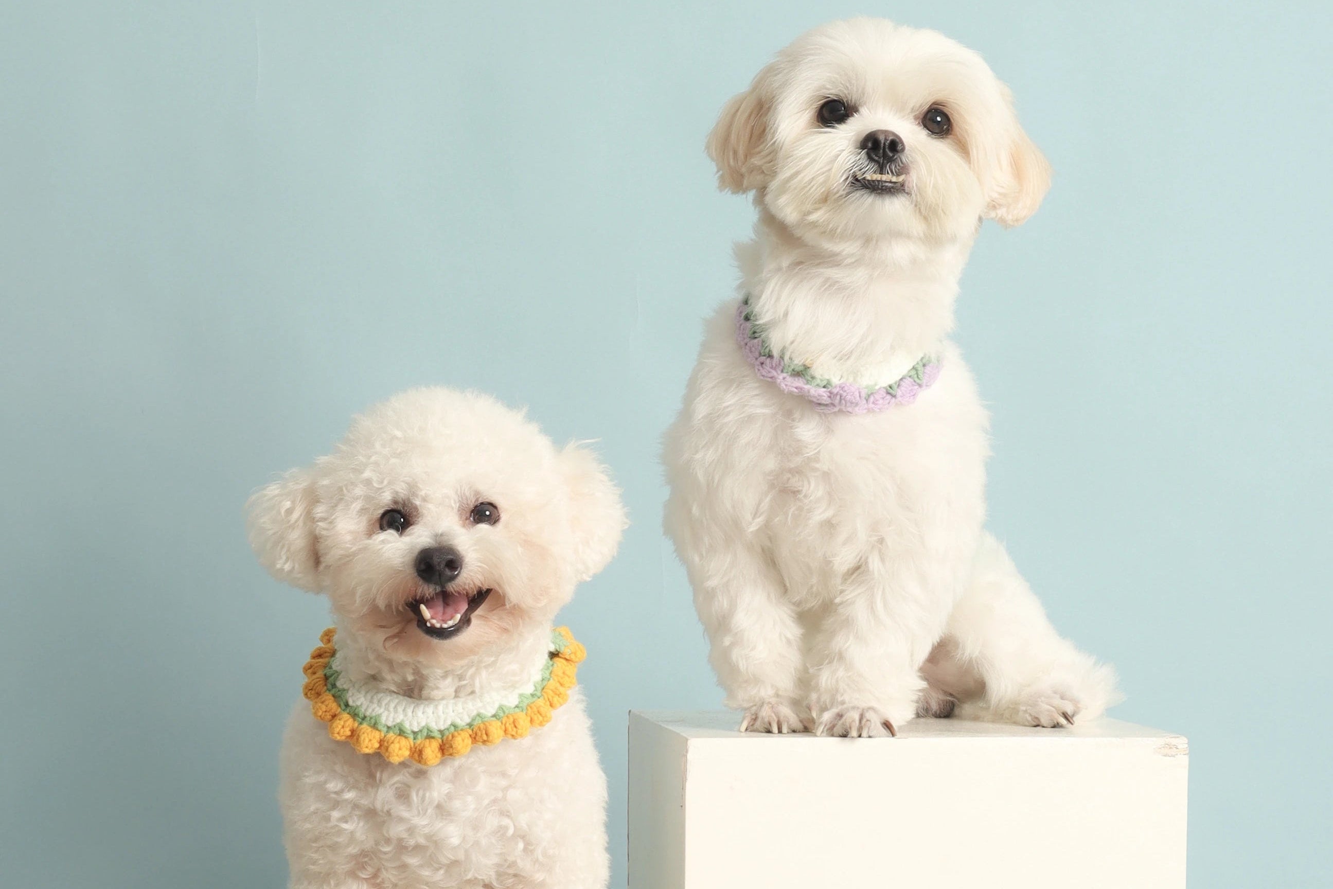 Sagan and Meitner PawBites Dogs